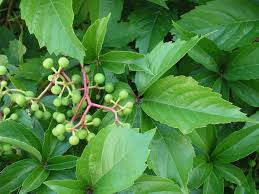Image result for Parthenocissus quinquefolia