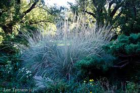 There are a huge number of ornamental grasses used in our landscapes that range in size from as short as 1′ tall to as high as 10′, meaning that we use them like shrubs. Ornamental Grasses In Texas Lee Ann Torrans Gardening