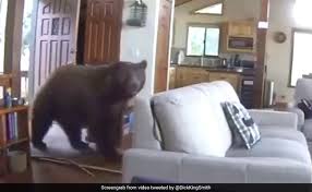 Also bringing you news on politics, lifestyle and relaity tv, entertainment and movies woman pleads guilty to torturing colleague for four hours for … Bear Bangs Door Open Barges Into Home Video Is Viral With 5 Million Views