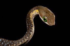 Snakes Juvenile Boomslang Snake South Africa Cute Creatures Snake Reptiles