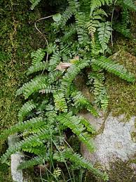 Image result for Asplenium stuhlmannii