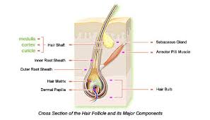 See full list on verywellhealth.com Hair Transplant Armamed Fue Hair Transplantation Technique Fue Hair Transplantation Dr Erkan Demirsoy Hair Transplantation