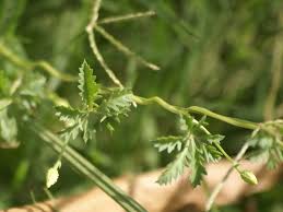 Image result for Ipomoea coptica