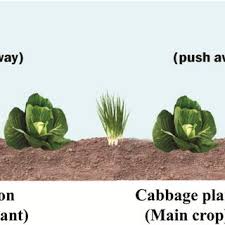 Maybe you would like to learn more about one of these? Pdf Current Biological Approaches For Management Of Crucifer Pests