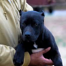 Red Nose Pitbull Puppies For Sale Baby Pitbulls For Sale Black Pitbull Puppies Pitbull Puppies For Sale Blue Nose Pitbull Puppies