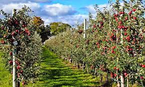 Low productivity of apple orchards in the district can also be attributed to inadequate proportion of pollinizers, lack of pollinators, poor canopy principles of high density apple production. Plantation Of High Density Apple Goes Up In South Kashmir Kashmir Vision