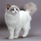 8 Types of Cats with Blue Eyes | PetCareRx