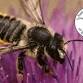 Two-Day Mini Bee School with the Native Bee Society of BC