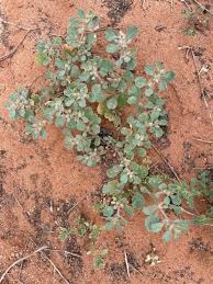 Image result for Glinus lotoides