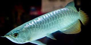 Ikan Arwana Ikan Ikan Ikan Akuarium Ikan Air Tawar