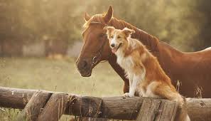 350 Nombres Originales Para Caballos Y Yeguas 2021