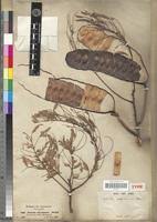 Image result for Entada abyssinica