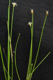 Image result for Eleocharis acutangula