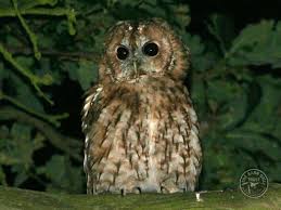 Owl Identification What Owl Was That The Barn Owl Trust