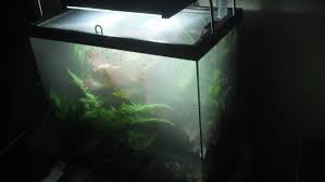 Image Result For Pacman Frog Tank Coco Fiber Background Frog Tank Pacman Frog Pacman