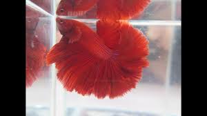 The red betta makes a beautiful contrast to your freshwater aquarium! For Sale Red Ohm Male Betta Rqs049 Siamese Fighting Fish Balebetta Youtube
