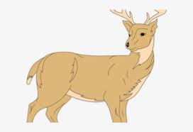 white tailed deer clipart rusa clip art 640x480 png download pngkit white tailed deer clipart rusa clip