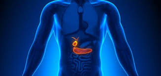 أين توجد المرارة في جسم الإنسان حروف عربي