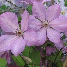 Its pinnate leaves are pale green. Clematis Margaret Hunt Plant Care And Cultivation Clematis Margaret Hunt Varieties Species And Types The Plant Encyclopedia