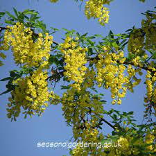 Check spelling or type a new query. Laburnum Trees For Uk Gardens