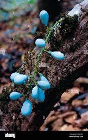 Image result for Menispermaceae