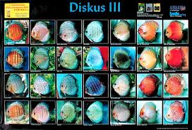 37 Described Discus Species Chart
