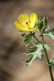 Image result for Argemone mexicana