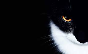 Wallpaper In 2020 Cat Wallpaper Cat Background Cats