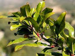 In cyprus, wonderful pomegranates from control trees in two different orchards had an average heart rot it can infect the fruit, leaves, twigs, stems, and the crown of the bush. Pin By Samantha Long On Persephone S Pomegranate Plant Leaves Persephone Pomegranate Pomegranate