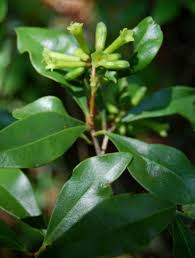 Image result for Peddiea africana