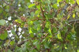 Image result for Gymnosporia senegalensis