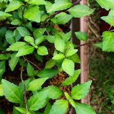 Other names for misai kucing are orthosiphon stamineus benth, orthosiphon aristatus, orthosiphonblaetter, indisher nierentee, feuilles de barbiflore, java tea, javatee, kidney tea, and yaa nuat maeo. Misai Kucing Telang Tea Seventeaone