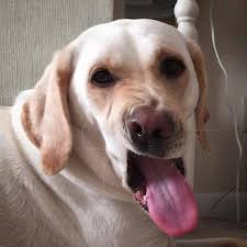 Why the Press Sucks So Bad, Part 1