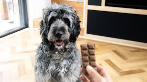 They aren't the poisonous kind and safe for human consumption. Can Dogs Eat Mushrooms Read Before You Feed Purina