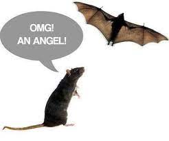 Rat Angels Funny Pictures Funny Cute Funny