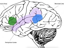 The brain is one of the most complex and magnificent organs in the human body. Mind Maps Tracking Language Across The Brain Science Features Naked Scientists