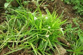 Image result for Kyllinga