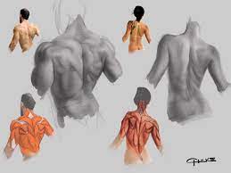 We'll start with the two largest muscles of the back musculature. Anatomy Reference Drawing