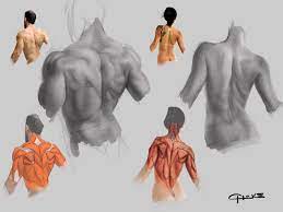 The intrinsic (deep) back muscles, which are also called true back muscles. A Couple Of Back Studies From Proko Anatomy Reference Anatomy Is Very Challenging But Ive Found It Very Useful To Draw The Muscle Groups Over The Reference Before Drawing The Total Figure