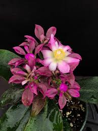 Image result for Pereskia