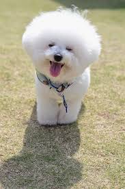Cute Small Bichon Frise Puppy In 2020 Bichon Frise Puppy Bichon Dog Bichon Frise Dogs