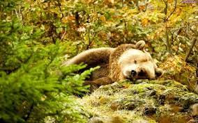 Autumn Bear Desktop Nexus Wallpapers Animals Brown Bear Bear