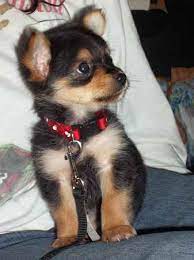 What is the difference between a chorkie (chihuahua and yorkshire terrier mix) or dorkie. Chorkie Yorkie Chihuahua Mix Info Temperament Puppies Pictures