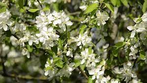 Apple tree flowers to fruit. Apple Trees Flowers White Apple Stock Footage Video 100 Royalty Free 1014212405 Shutterstock