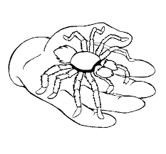 They mainly inhabit deserts, rainforests and grasslands. Tarantula Coloring Page Coloringcrew Com