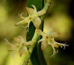 Image result for Tridactyle bicaudata