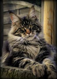 Maine coon cats tend to be easy going and loyal with a playful and intelligent nature. Pin On Maine Coon Lovers