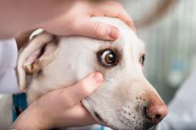 All dogs have certain areas, such as the nose and the ears, where there is no or little. Vision Problems In Dogs Signs Of Blindness Cordova Vet Memphis Vet Specialists
