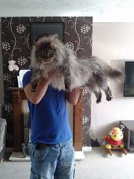 Obez Cat Cute Funny Animals Animals Funny Animals