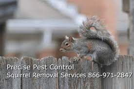 View details wild animal damage repair we know all about wildlife damage repair. Bergen County Squirrel Removal New Jersey Pest Control Service